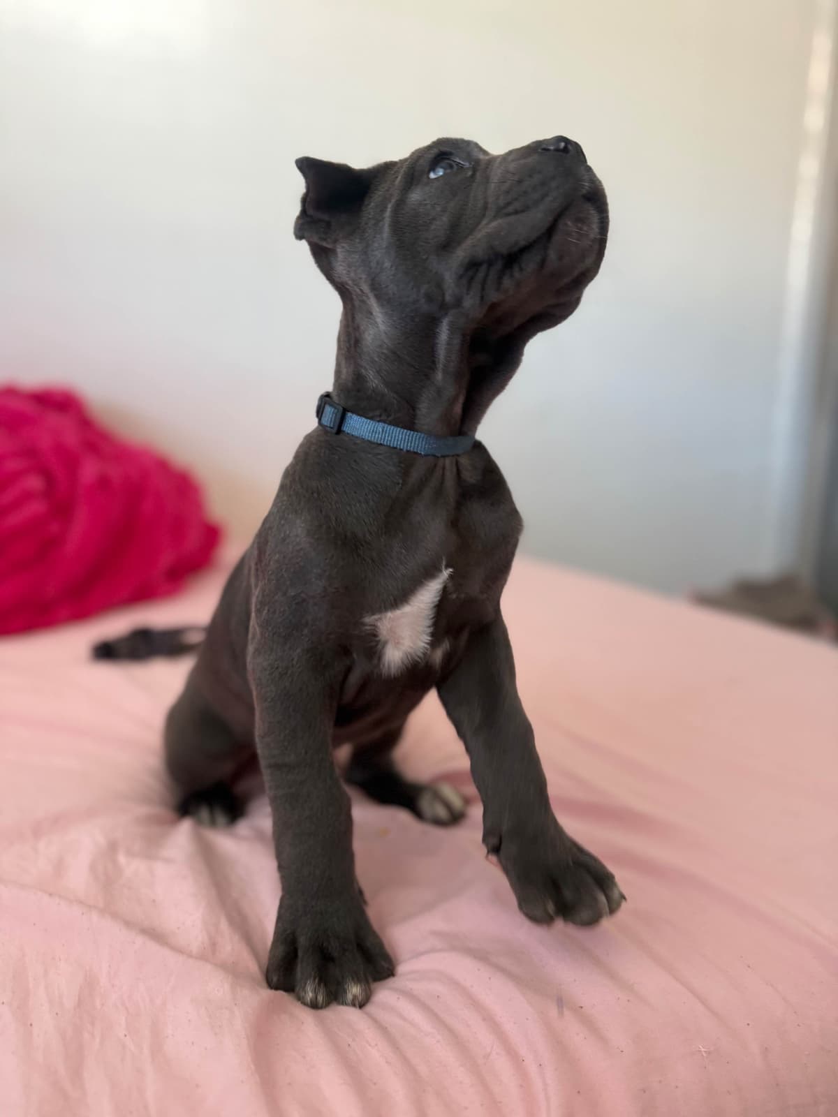 Italian Cane Corso Puppies breeder image 4