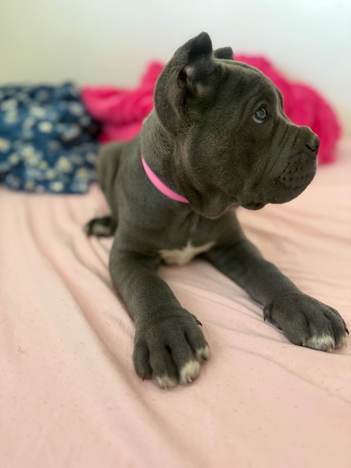 Italian Cane Corso Puppies breeder image 6