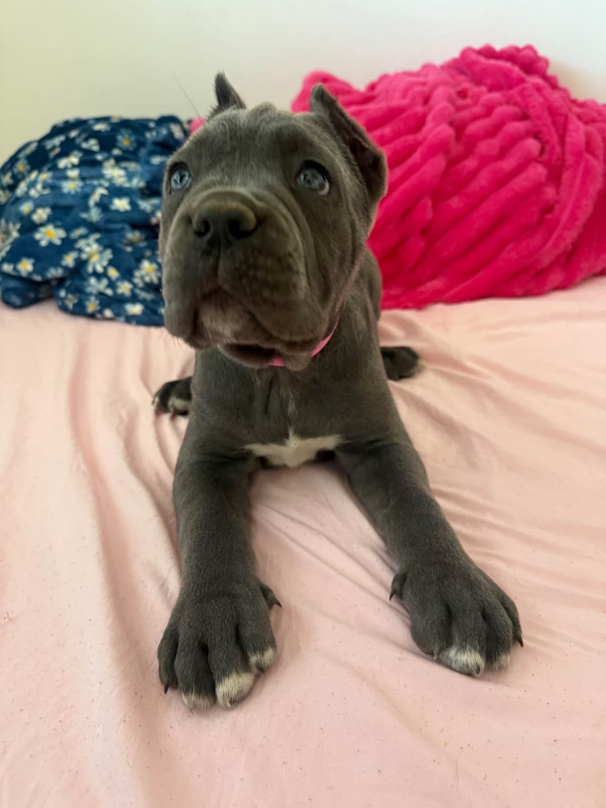 Italian Cane Corso Puppies breeder image 7