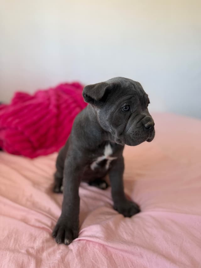 Italian Cane Corso Puppies media 4
