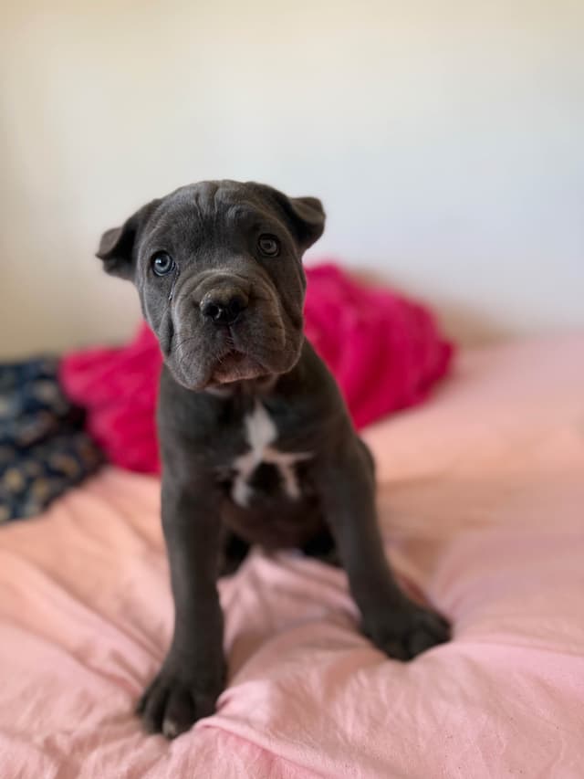Italian Cane Corso Puppies media 3