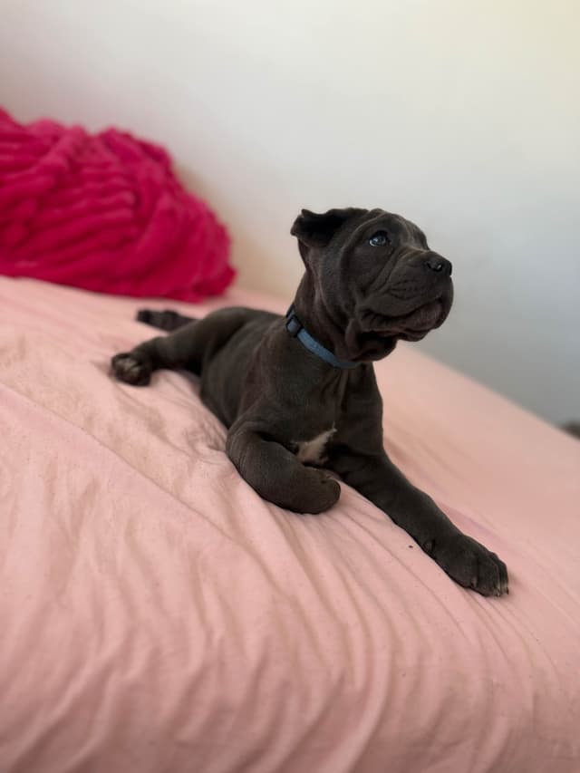 Italian Cane Corso Puppies media 7