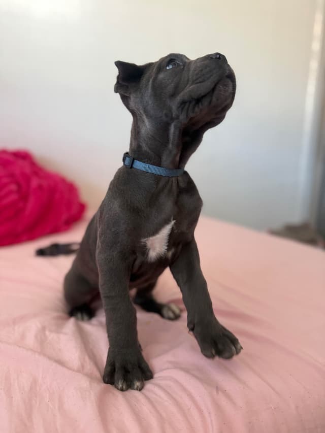 Italian Cane Corso Puppies media 5