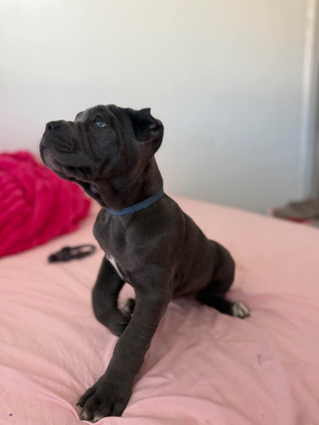 Italian Cane Corso Puppies media 6