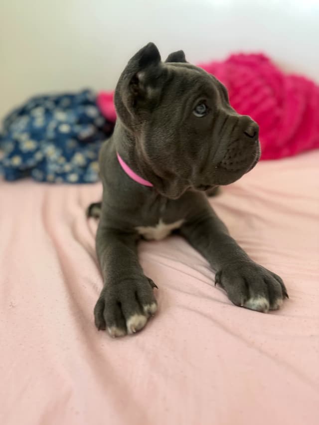 Italian Cane Corso Puppies media 13