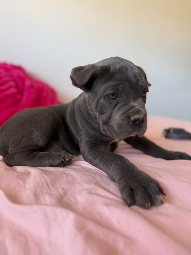 Italian Cane Corso Puppies media 8