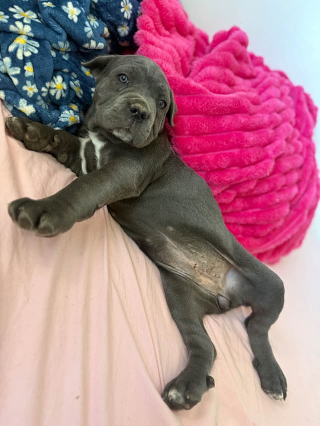 Italian Cane Corso Puppies media 12
