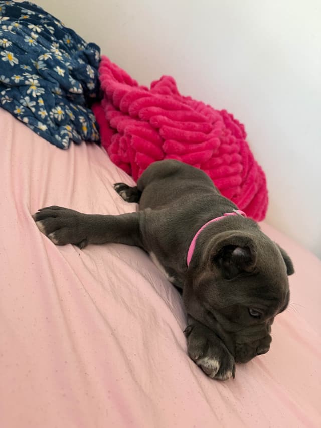 Italian Cane Corso Puppies media 10