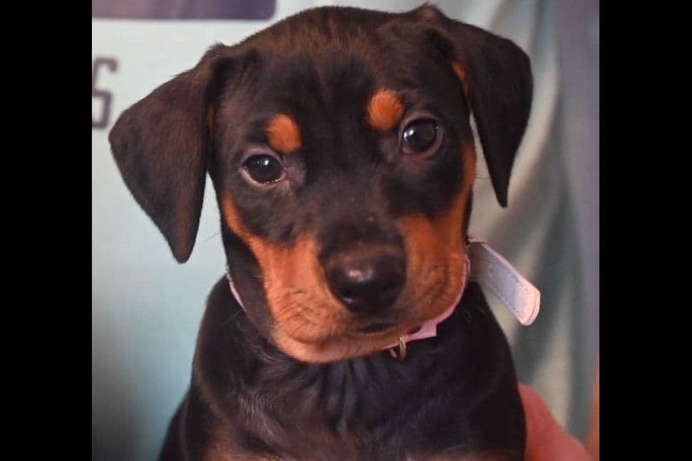 German Pinscher Puppies breeder image 2