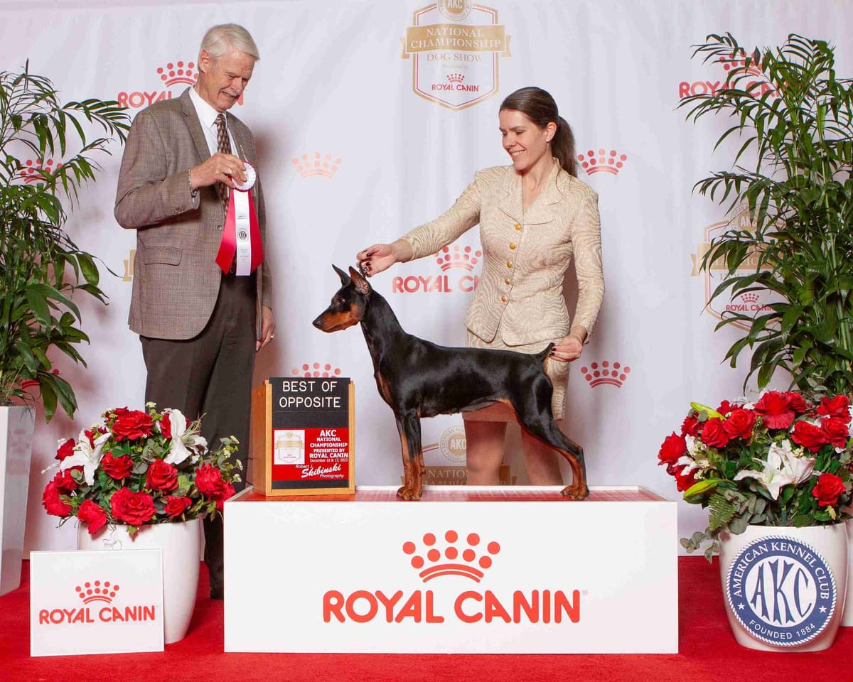 German Pinscher Puppies breeder image 5
