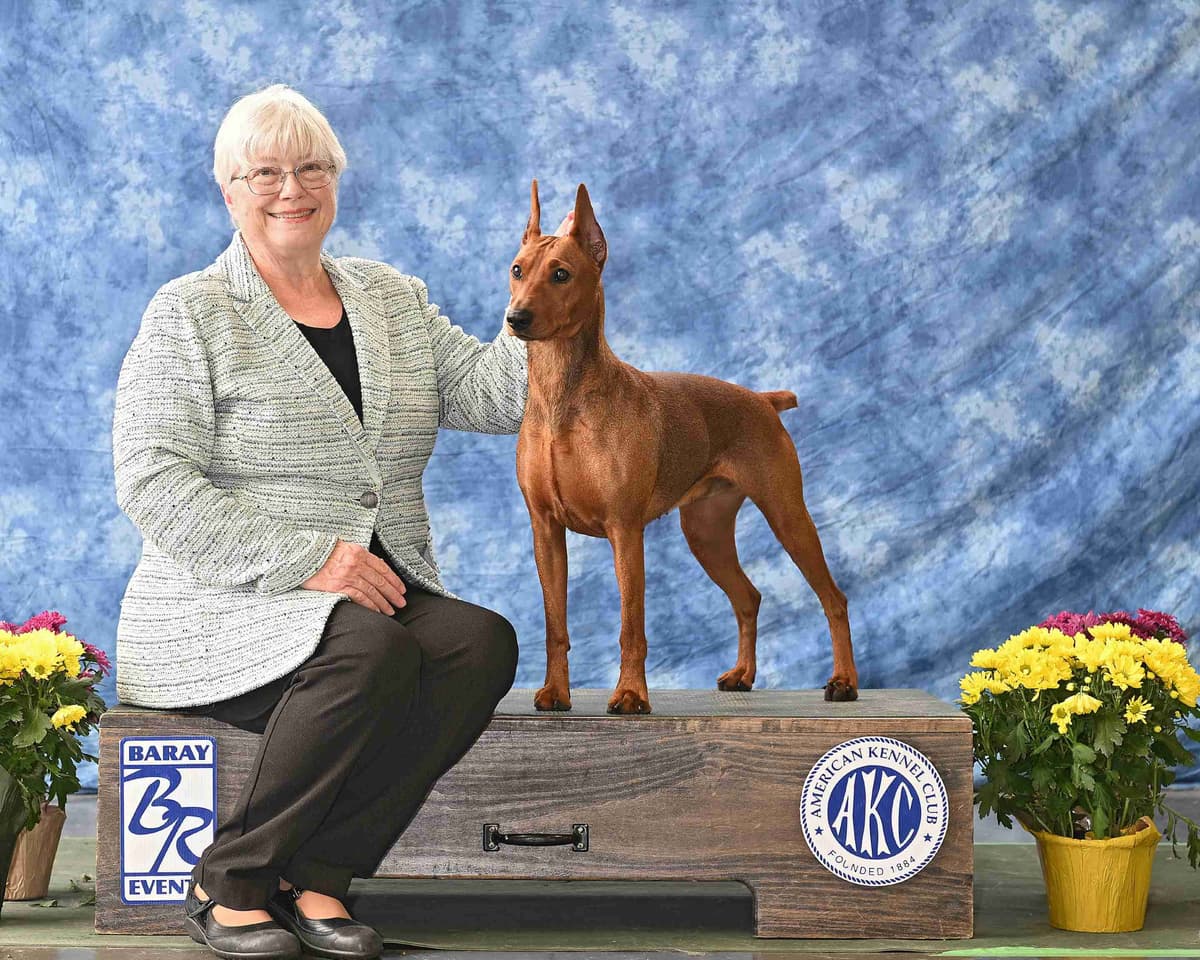German Pinscher Puppies breeder image 6