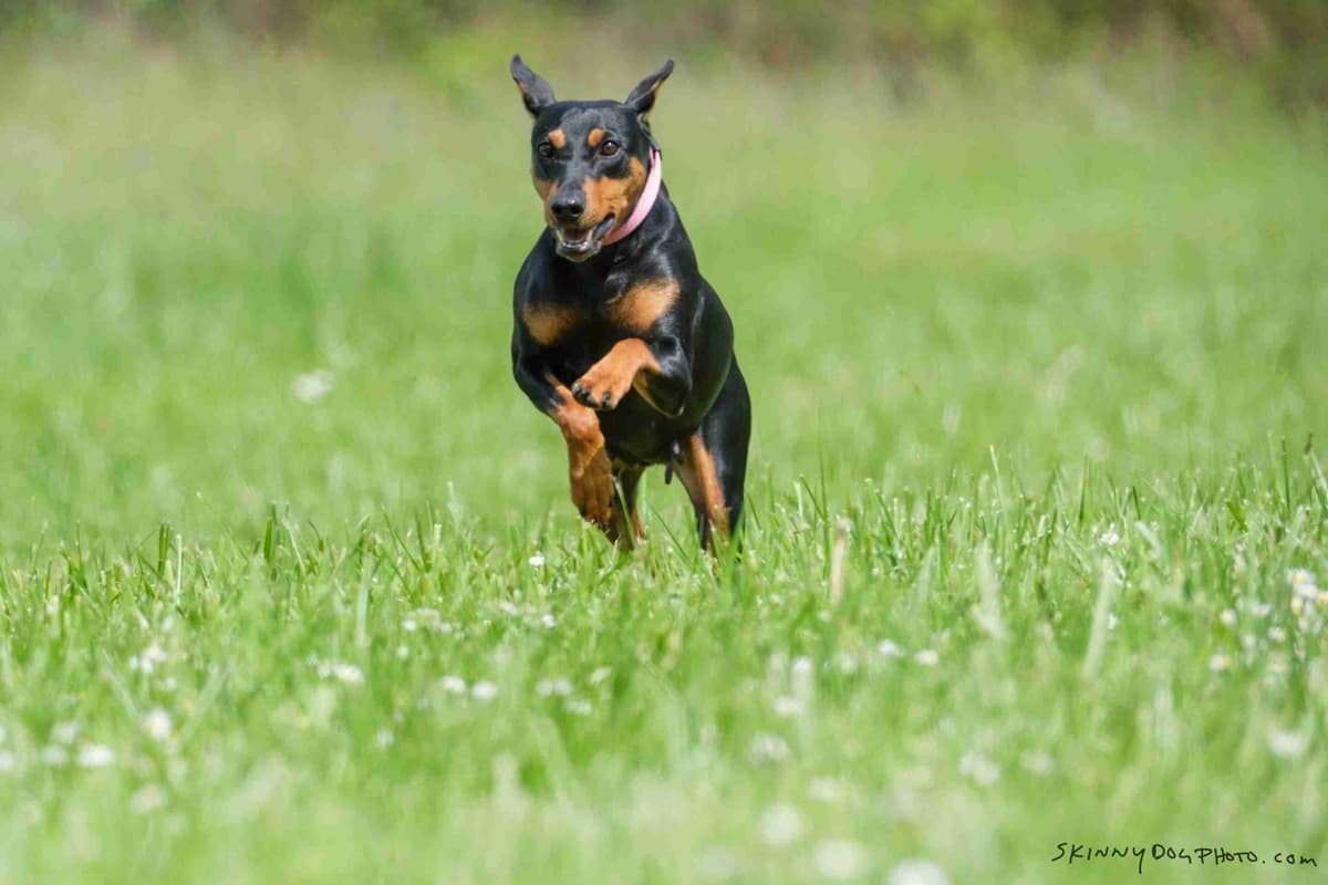 German Pinscher Puppies breeder image 7