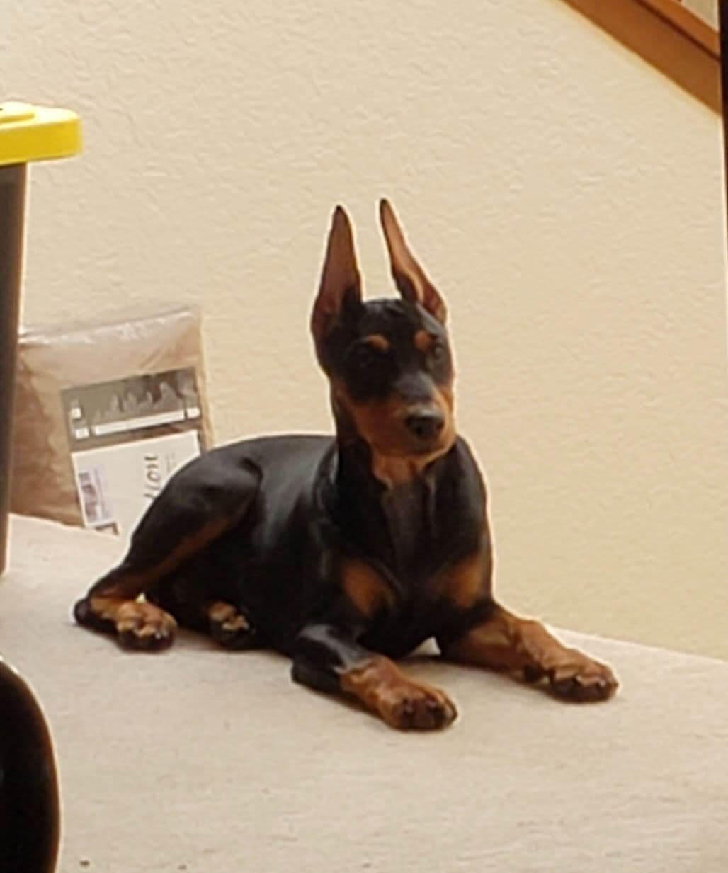 German Pinscher Puppies breeder image 8