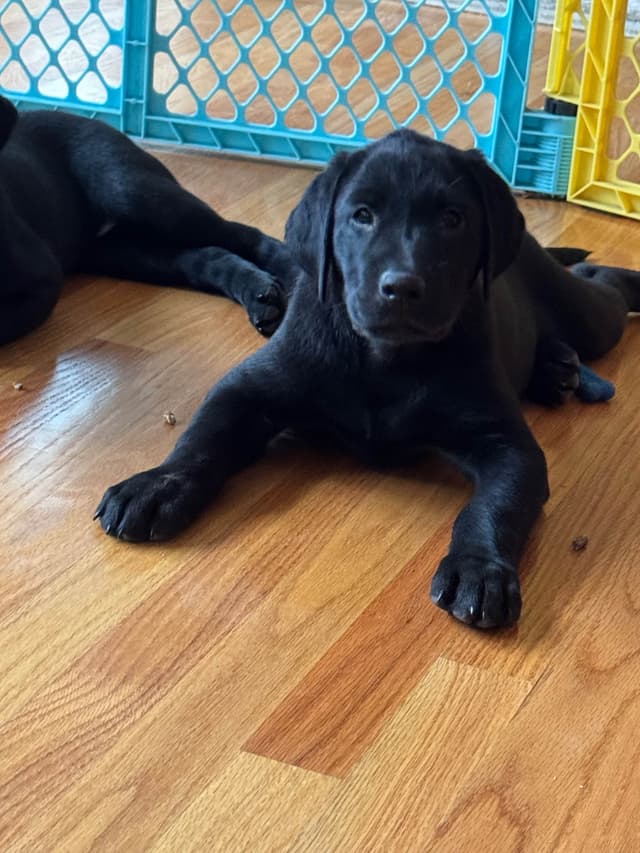 Labrador Retriever Puppies media 2