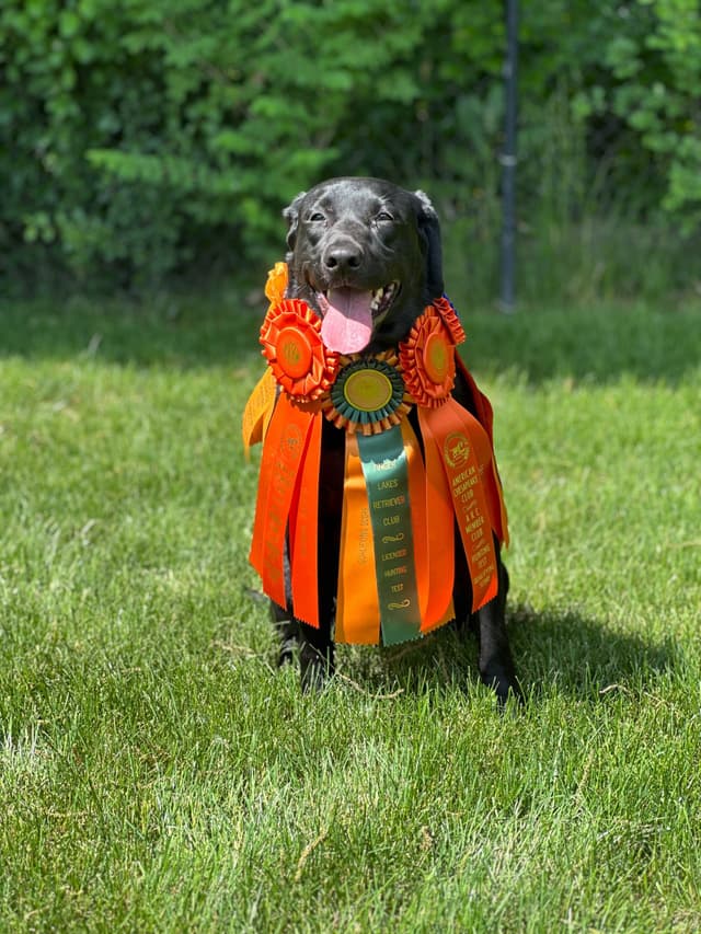 Labrador Retriever Puppies media 3