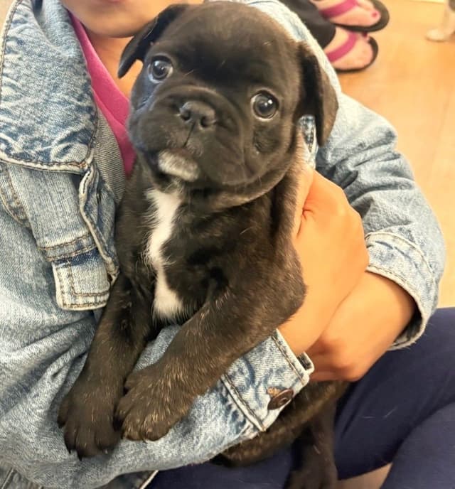 Happy Healthy Frenchie pups media 4