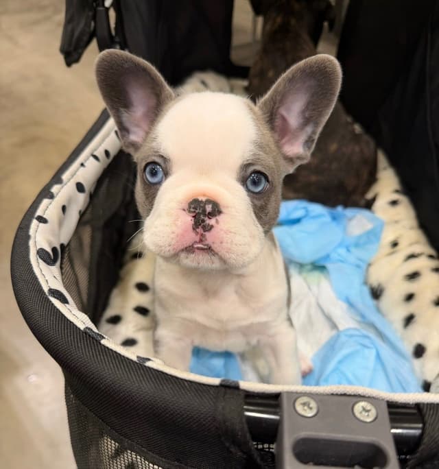 Happy Healthy Frenchie pups media 2