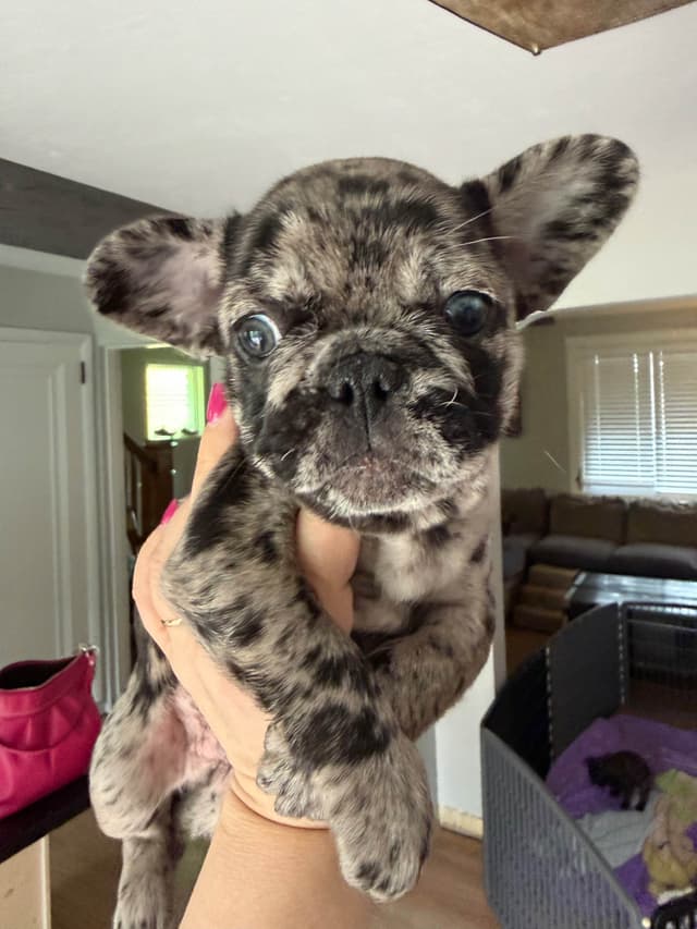 Happy Healthy Frenchie pups media 3