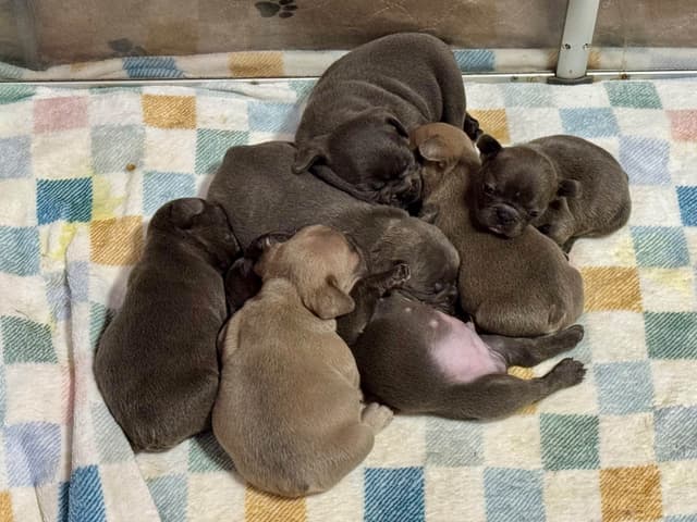 French Bulldog Puppies media 2