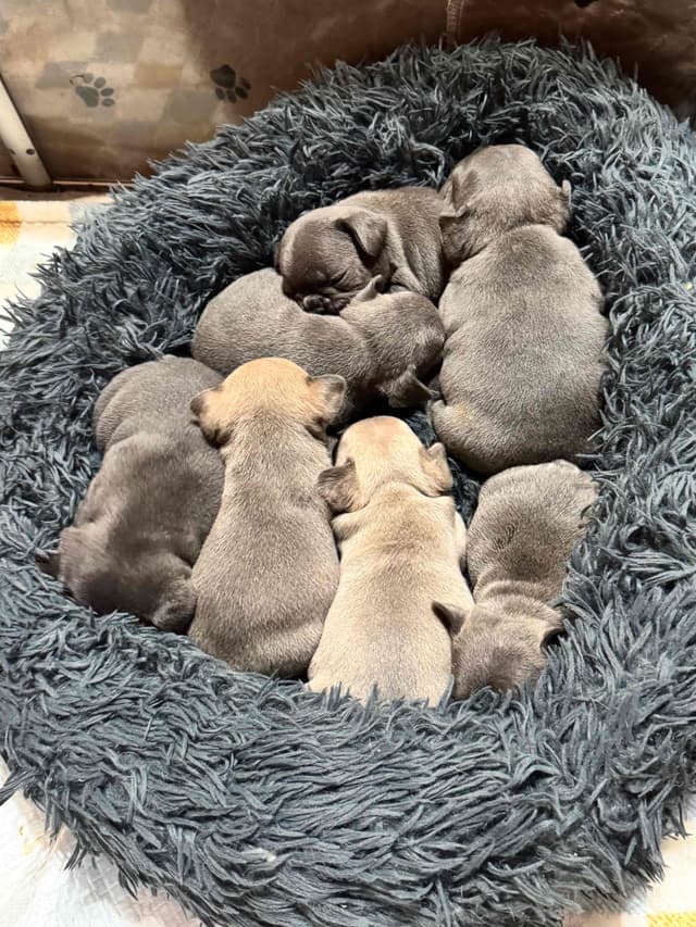 French Bulldog Puppies media 3