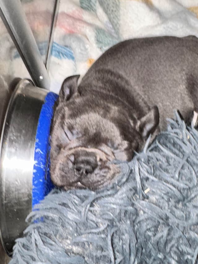 French Bulldog Puppies media 6