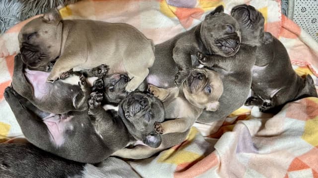 French Bulldog Puppies media 5