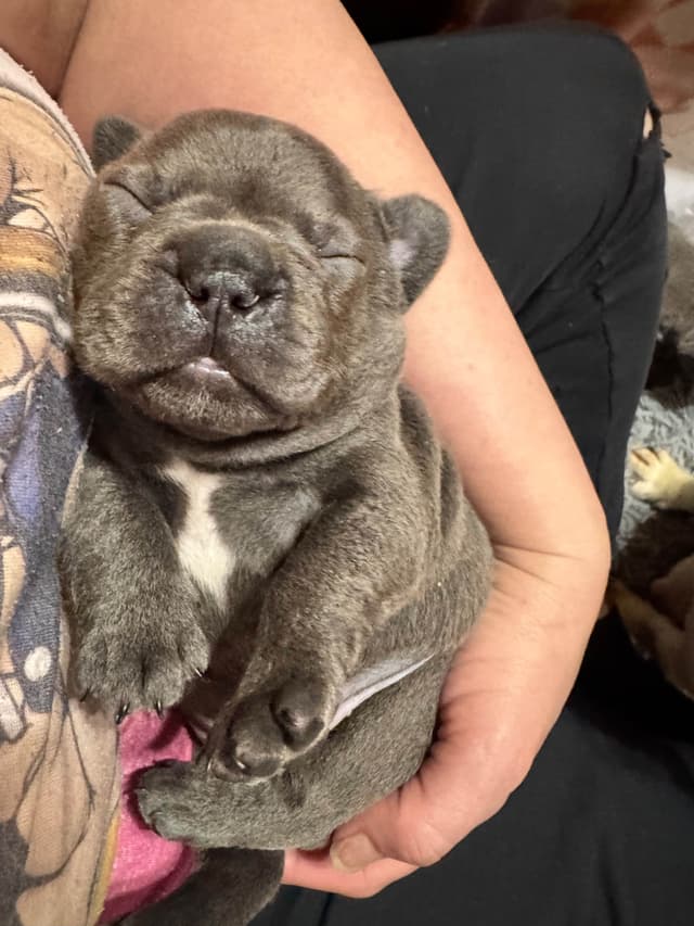 French Bulldog Puppies media 8