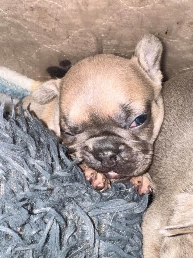 French Bulldog Puppies media 10