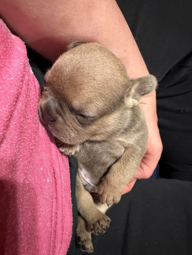 French Bulldog Puppies media 7