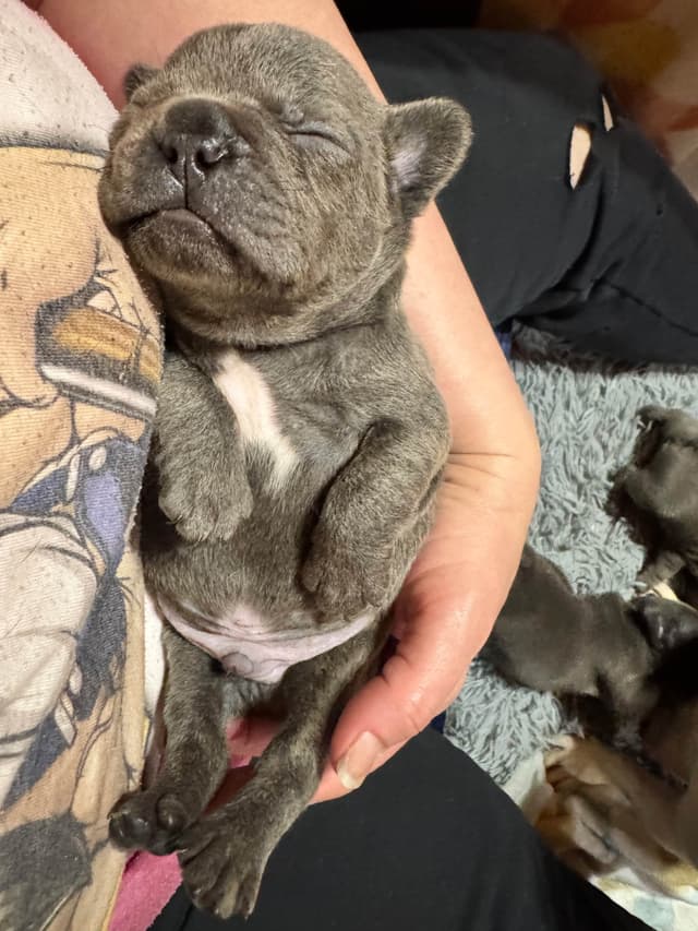 French Bulldog Puppies media 9
