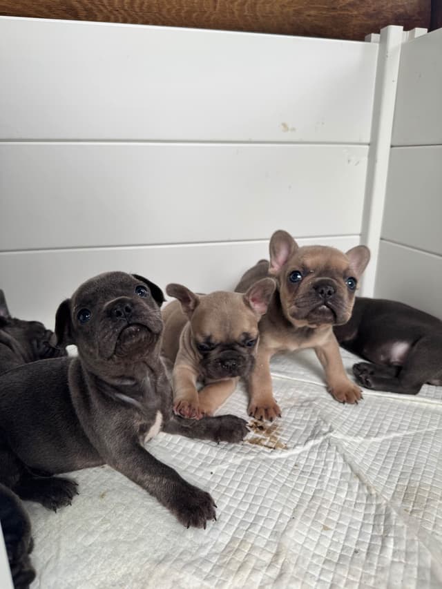 French Bulldog Puppies media 12
