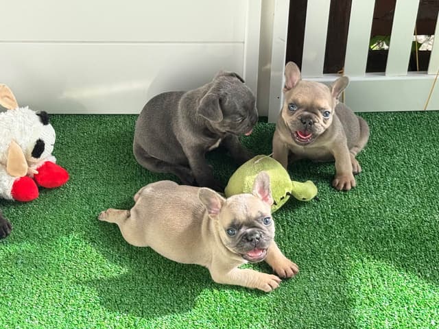 French Bulldog Puppies media 11