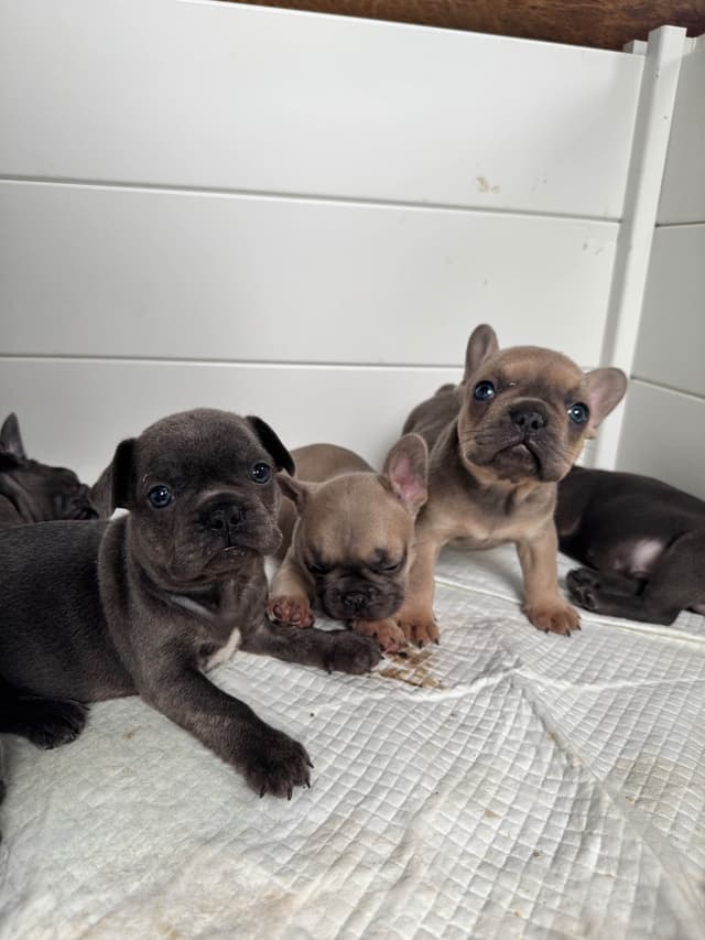 French Bulldog Puppies media 13