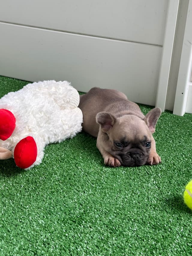French Bulldog Puppies media 14