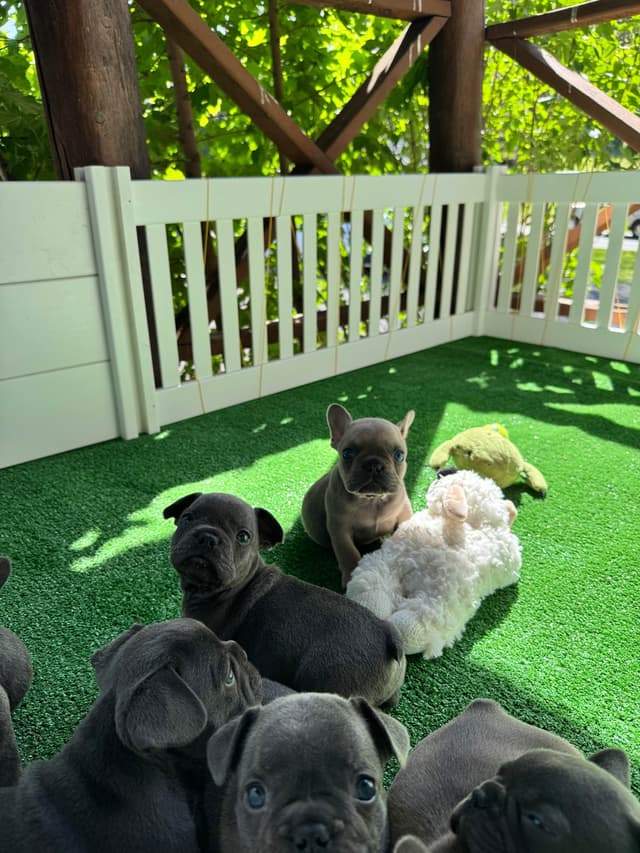 French Bulldog Puppies media 16