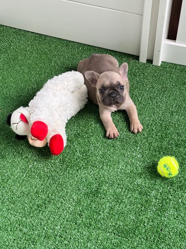 French Bulldog Puppies media 15