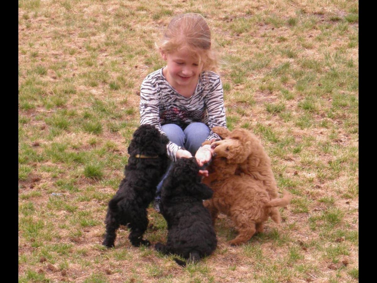 Poodle Puppies breeder image 1
