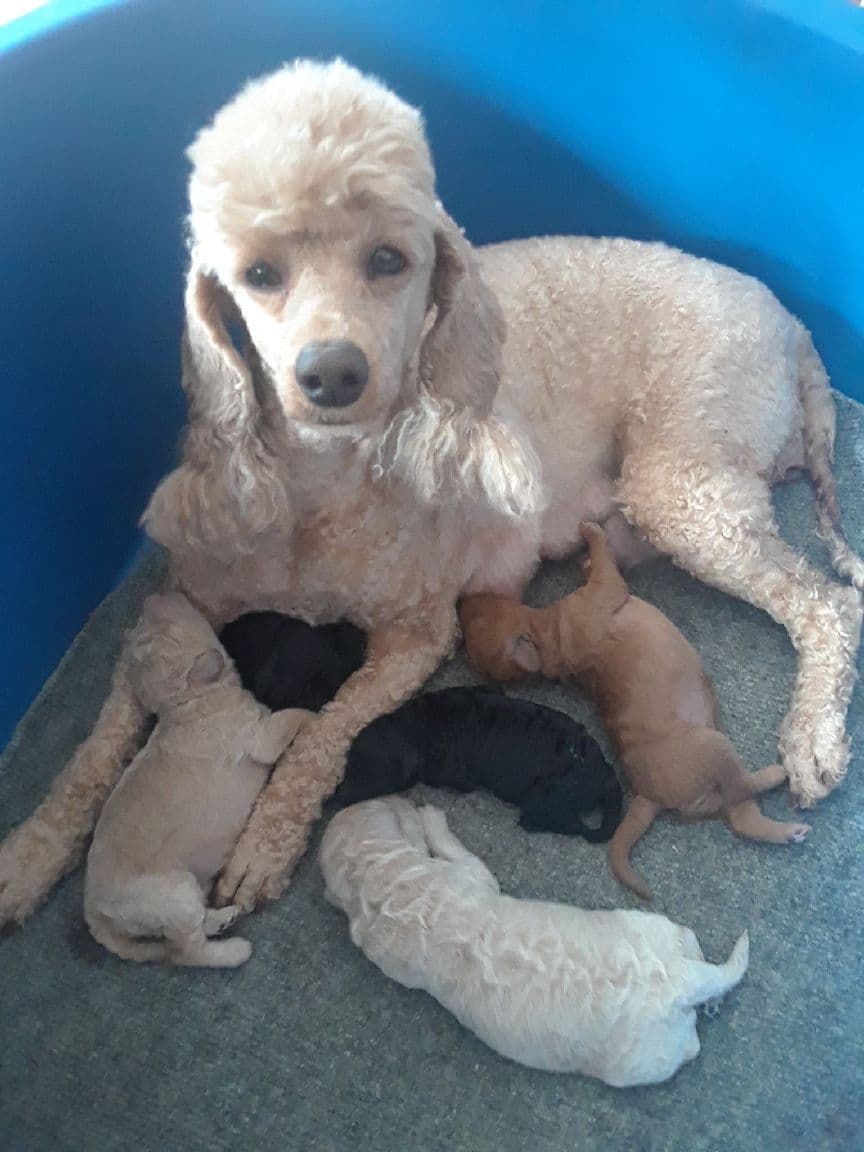 Poodle Puppies breeder image 2
