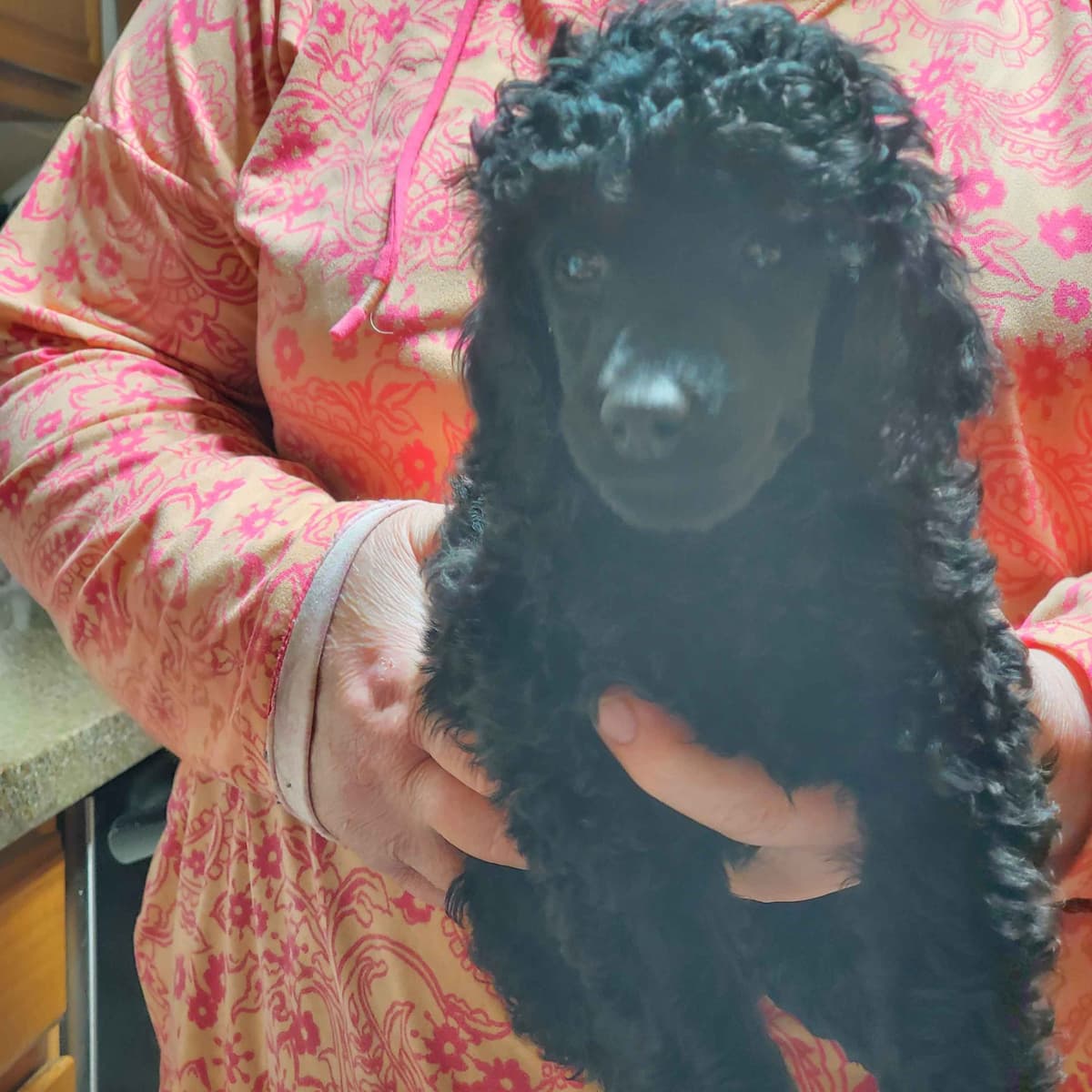 Poodle Puppies breeder image 3