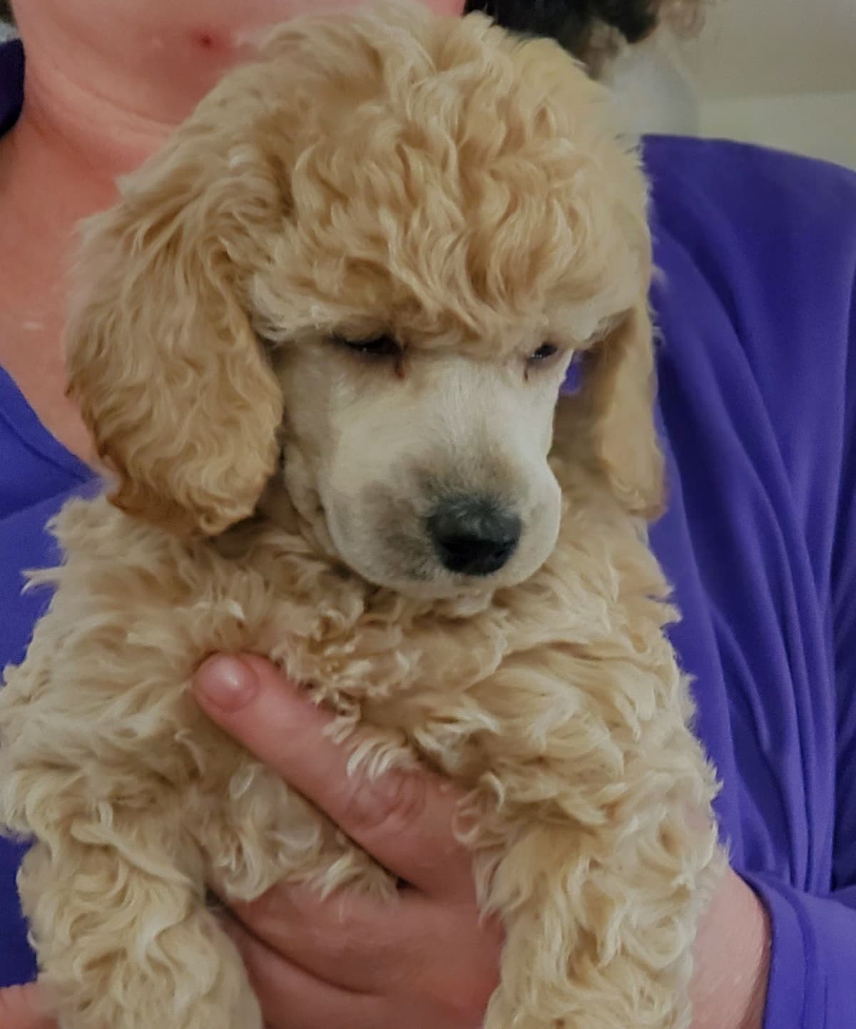 Poodle Puppies breeder image 4