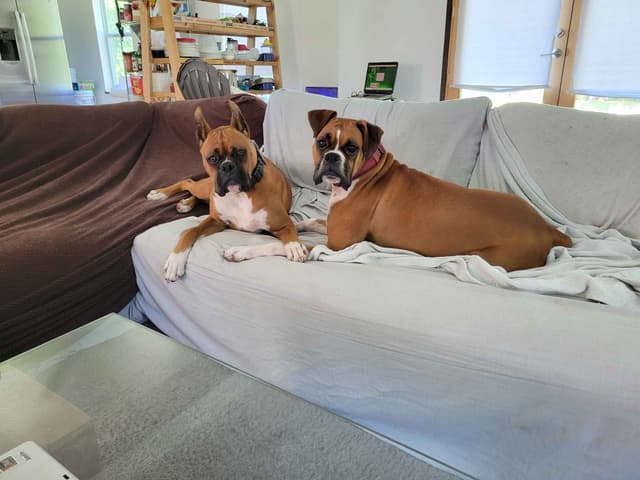 Perfect Boxer Puppies Need Forever Home media 2