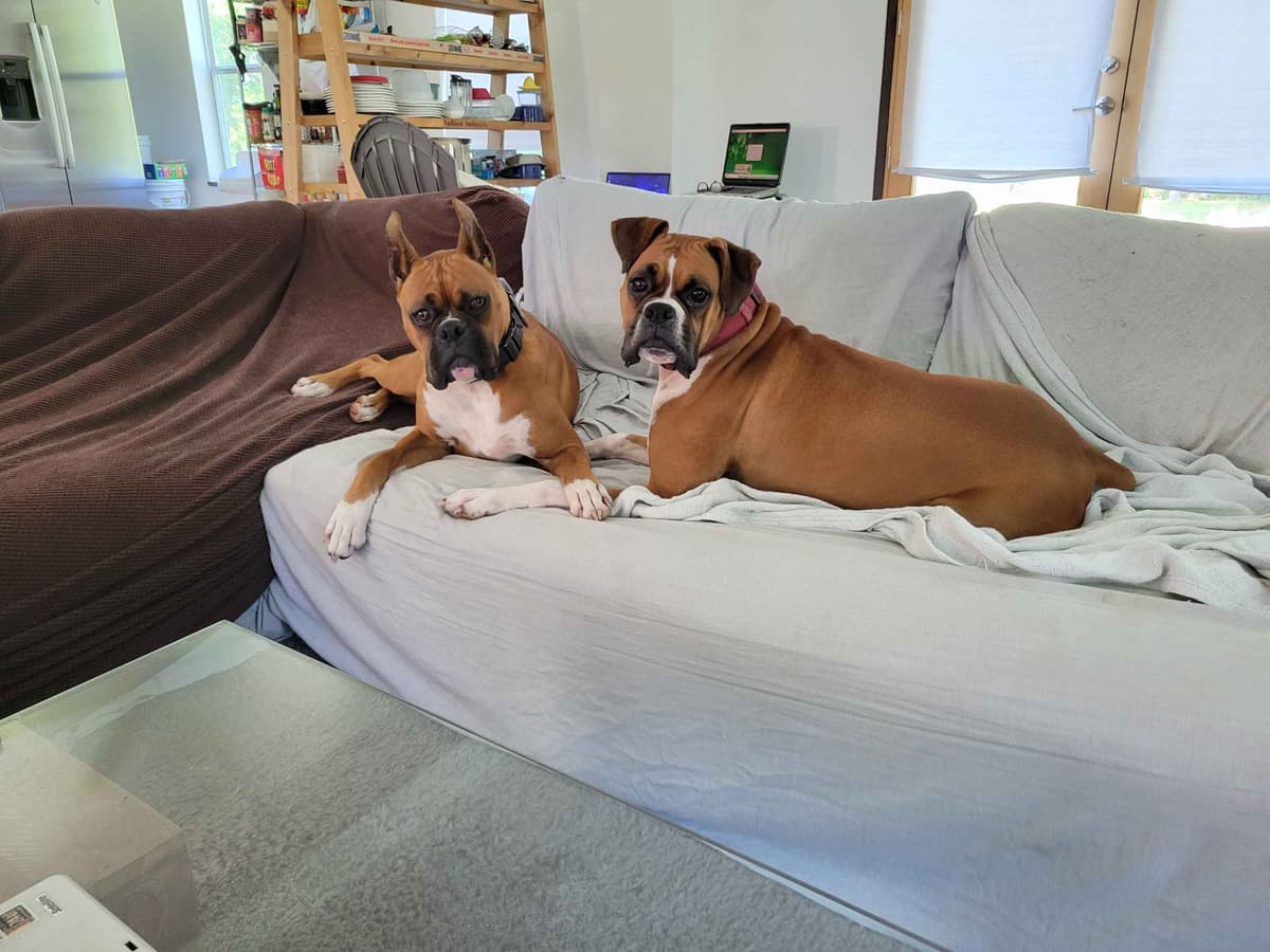 Perfect Boxer Puppies Need Forever Home breeder image 1