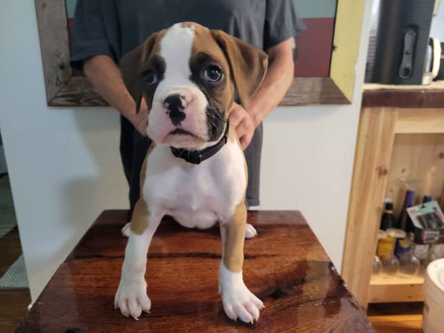 Perfect Boxer Puppies Need Forever Home media 13