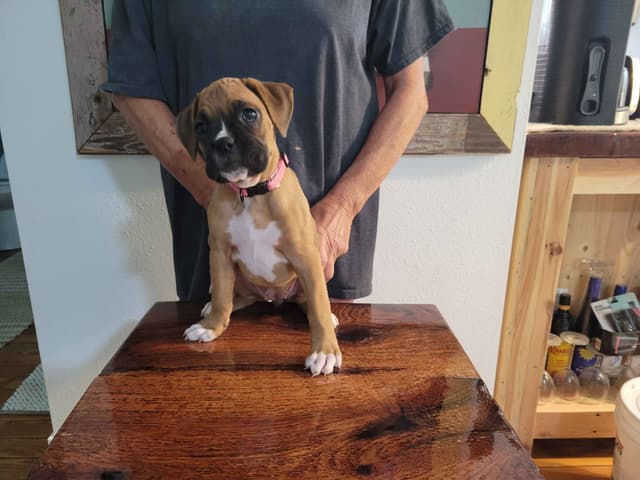 Perfect Boxer Puppies Need Forever Home media 15