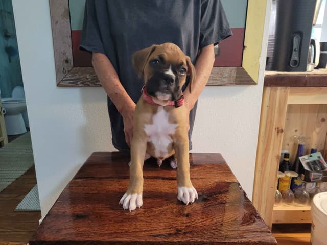 Perfect Boxer Puppies Need Forever Home media 17