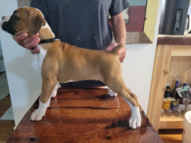 Perfect Boxer Puppies Need Forever Home media 14