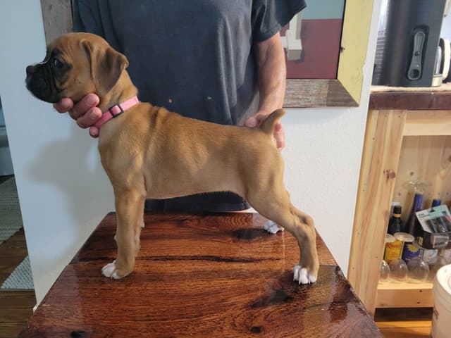Perfect Boxer Puppies Need Forever Home media 16