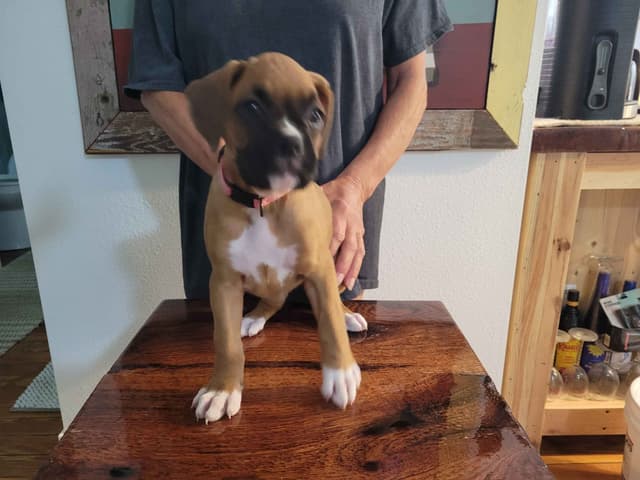 Perfect Boxer Puppies Need Forever Home media 19