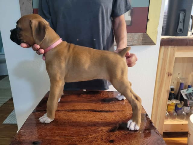 Perfect Boxer Puppies Need Forever Home media 20