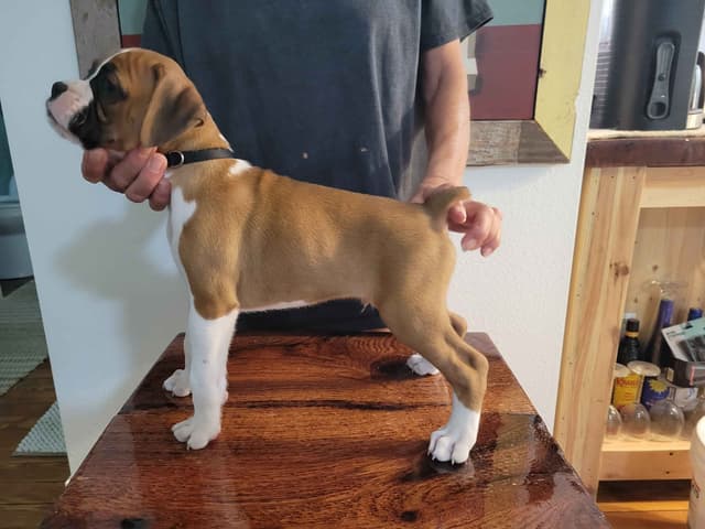Perfect Boxer Puppies Need Forever Home media 22